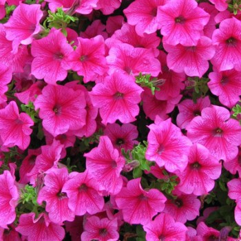 'Hot Pink' 'Hot Pink'
