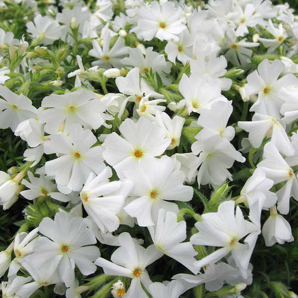 'Early Spring White' 'Early Spring White'