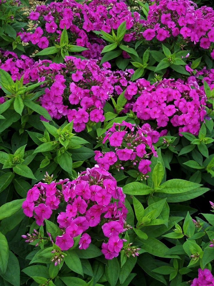'Purple' 'Purple'