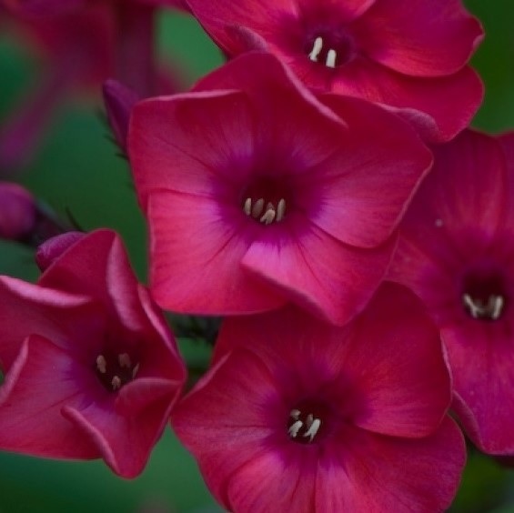 'Adessa Red' 'Adessa Red'