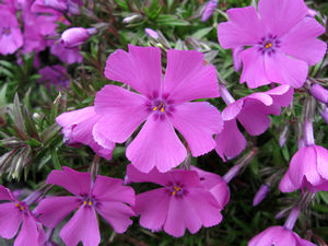 'Early Spring Purple' 'Early Spring Purple'
