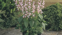 'Summer Jewel Pink' 'Summer Jewel Pink'