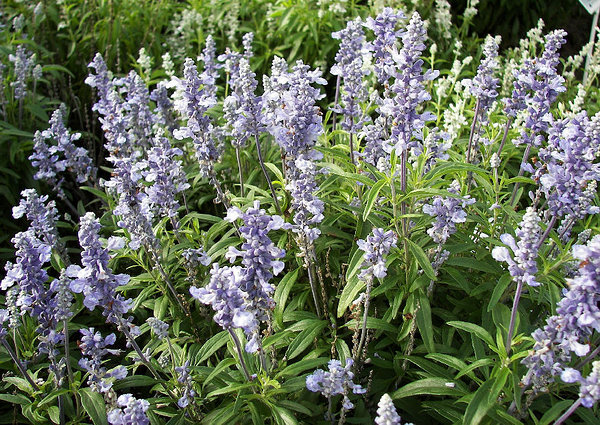 ’Farina Silver Blue’ ’Farina Silver Blue’