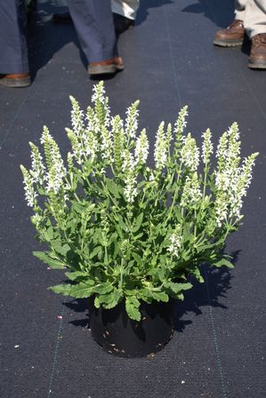 Sensation 'Medium White' Sensation 'Medium White'