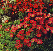 'Pixi Pan Red' 'Pixi Pan Red'
