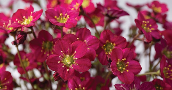 Marto 'Hot Rose' Marto 'Hot Rose'