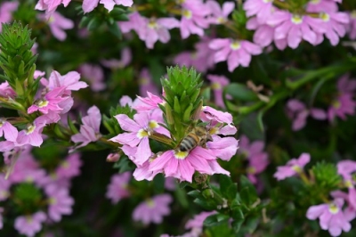 'Abanico Pink' 'Abanico Pink'