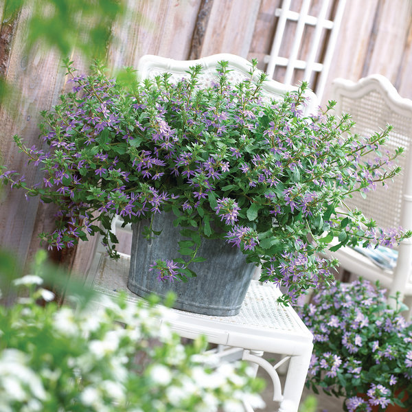 Scarlatti 'Compact Blue' Scarlatti 'Compact Blue'