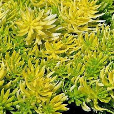'Winter Lemon' 'Winter Lemon'