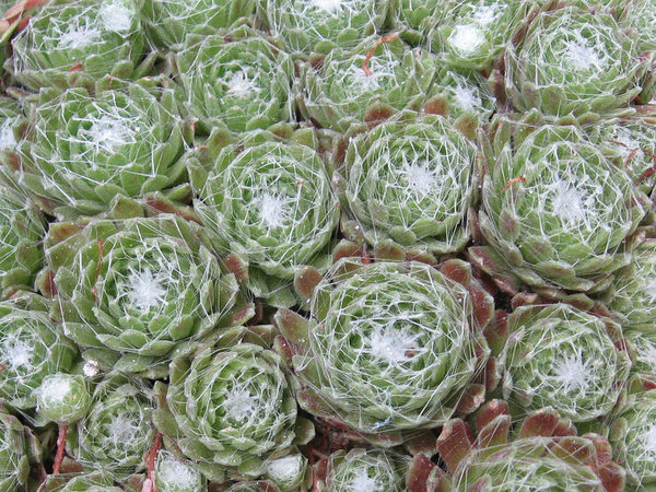 'Green' 'Green'