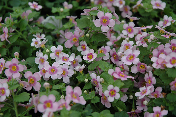 'Great Pink Halo' 'Great Pink Halo'