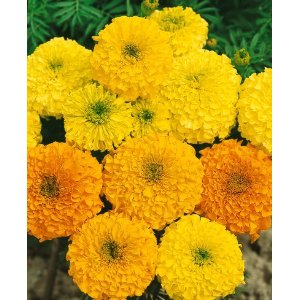 Kõrge tagetes Kõrge tagetes