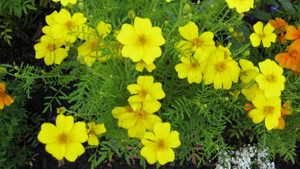 Ahtalehine tagetes Ahtalehine tagetes