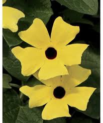 Thunbergia’Yellow Dark Eye’ Thunbergia’Yellow Dark Eye’