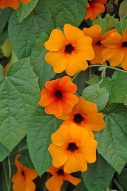’Orange Red’ ’Orange Red’