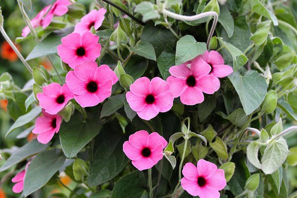 ’Rose sensation’ ’Rose sensation’