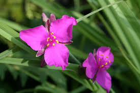 'Red Grape' 'Red Grape'