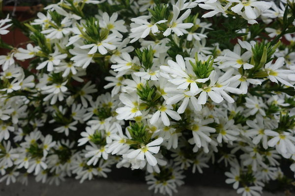 ’Whirlwind Compact White’ ’Whirlwind Compact White’