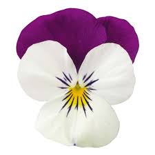 'White with Purple Wing' 'White with Purple Wing'