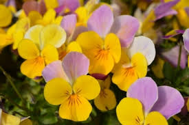 ’Yellow w. Rose Wing’ ’Yellow w. Rose Wing’