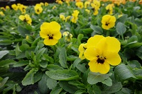 'Yellow w. Eye' 'Yellow w. Eye'