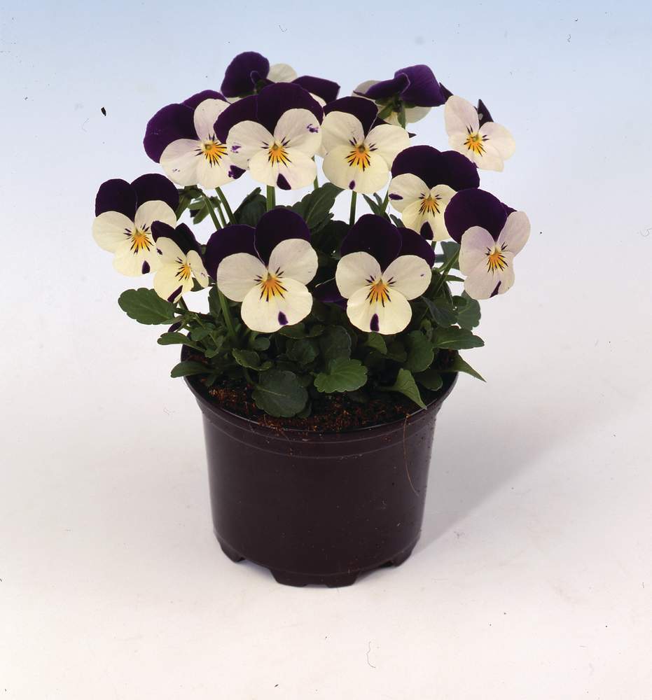 Callisto 'Violet Wing' Callisto 'Violet Wing'