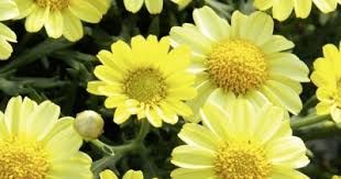 `Yellow` `Yellow`