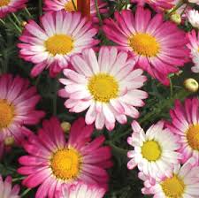 ’Bicolor Rose’ ’Bicolor Rose’