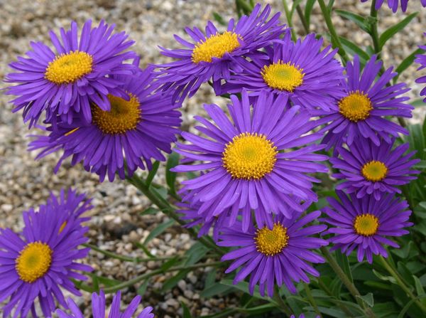 'Violet' 'Violet'