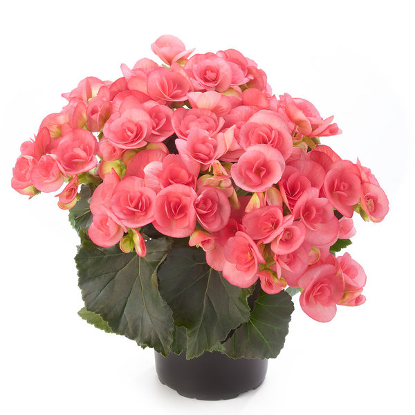 'Binos Pink' 'Binos Pink'