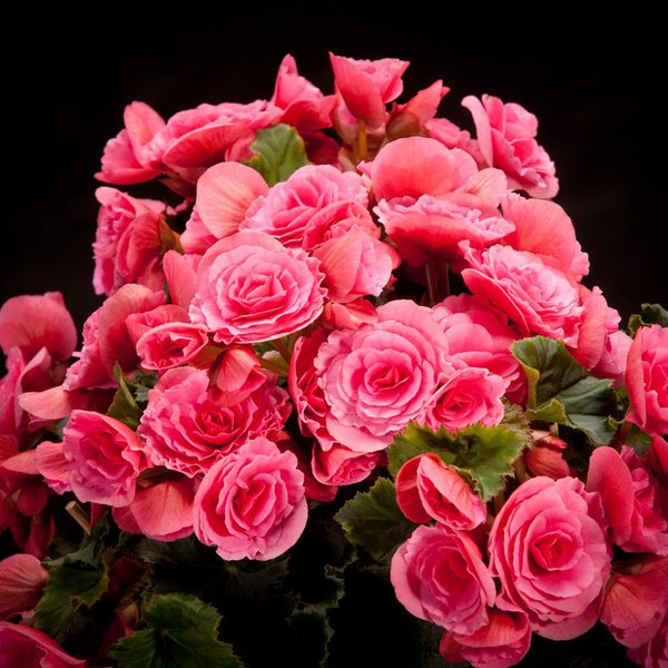 'Berseba' 'Berseba'