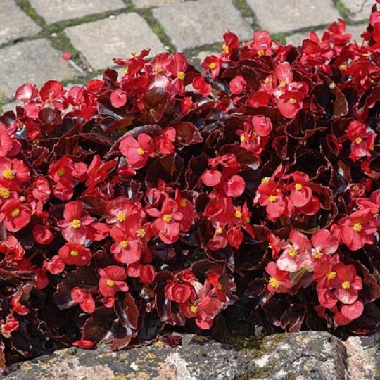 ’Bronze Scarlet’ ’Bronze Scarlet’