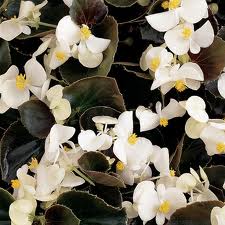 'Bronze White' 'Bronze White'