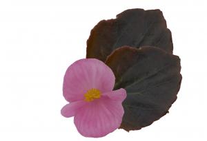 'Pink' 'Pink'
