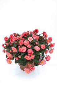 `English Rose` `English Rose`
