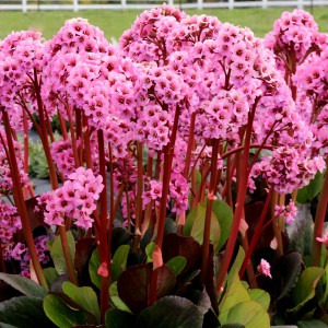 'Spring Fling' 'Spring Fling'