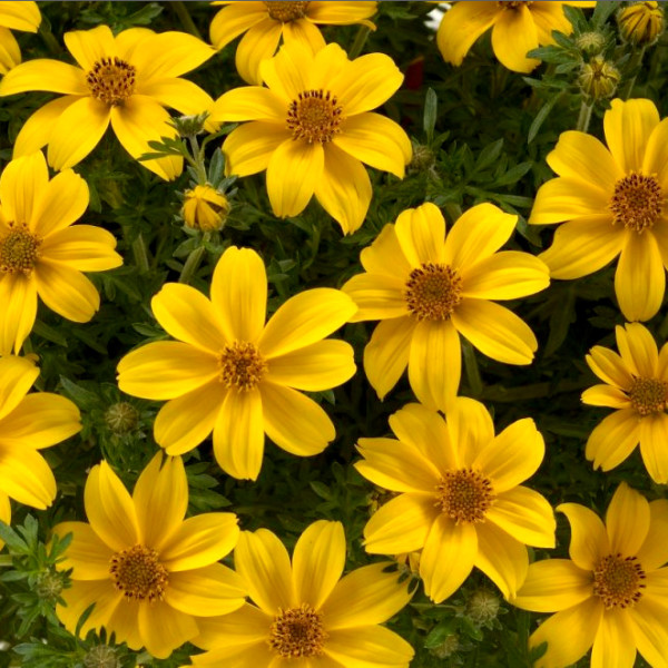 'Yellow Sunshine’ 'Yellow Sunshine’