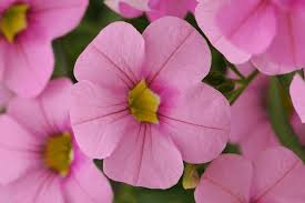 'Light Pink' 'Light Pink'