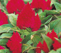 'Cherry Red' 'Cherry Red'