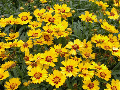 'Solena XL Yellow Red' 'Solena XL Yellow Red'