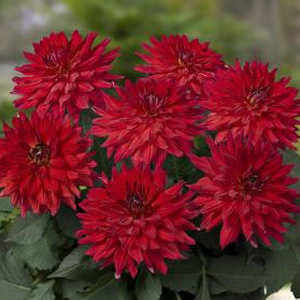 ’Alamos’ ’Alamos’