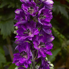 Delphina 'Dark Blue Black Bee' Delphina 'Dark Blue Black Bee'