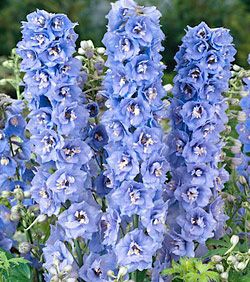'Light Blue w. White Bee' 'Light Blue w. White Bee'