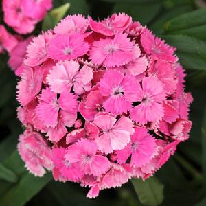 'Pink' 'Pink'