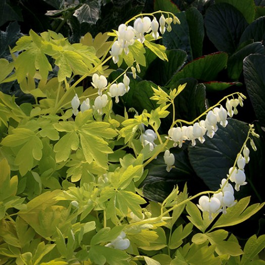 'White Gold' 'White Gold'