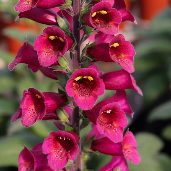 'Plum Gold' 'Plum Gold'