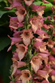 'Rose Ivory' 'Rose Ivory'