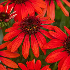 'Red Pearl' 'Red Pearl'
