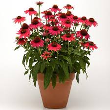 Sombrero 'Baja Burgundy' Sombrero 'Baja Burgundy'