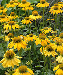 Sombrero 'Lemon Yellow' Sombrero 'Lemon Yellow'